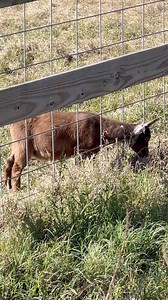 I found baby goats | Shirtless Jake's Homestead