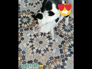 Mating💕 a big cat😼 with a small cat🐈