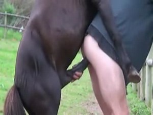 A young boy fucks by horse