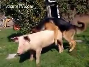 Stunning home movie captured by zoophilia addict of his dog mounting their pet pig