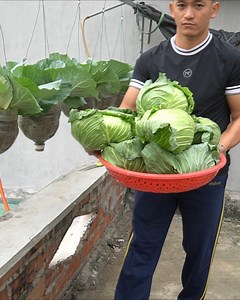 I harvest cabbage from hanging bottles to test clean growth and consistent results. #global #gardening #DIY | H&H Gardening Secrets