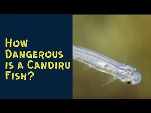 How Dangerous is a Candiru Fish?