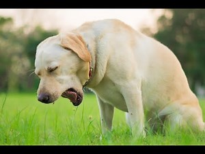 ALL ABOUT COUGHING IN DOGS
