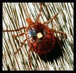 Ticks - Livestock Veterinary Entomology