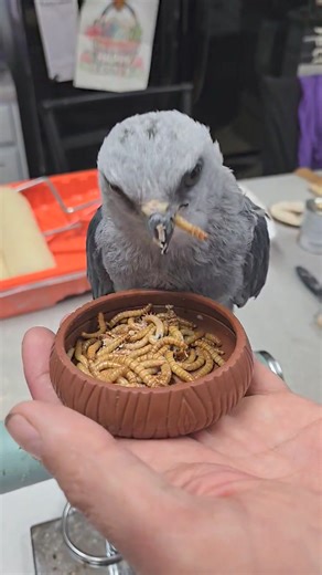 Thank you Auntie Carol for these wonderful worms! | CLAWS, Inc.