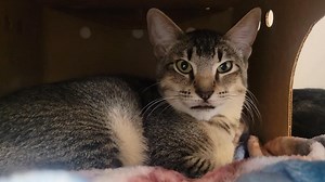 Pet Corner, brought to you by Panago Pizza! Meet Wanda and Katie, a pair of adorable six-month-old female kitties looking for a warm home to call their own. | BC SPCA Nanaimo