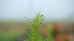 close-up van de Eupatorium capillifolium plant: stockbeeldmateriaal en -video's (rechtenvrij) 3582303887 | Shutterstock