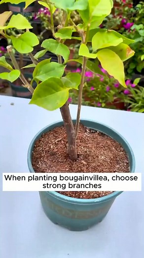 Effectively extract jasmine flowers #gardenloversclub #gardenlife #gardening #gardeningcommunity #gardenart | Annie Gardener