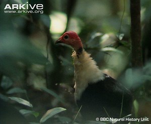 White breasted guineafowl - Alchetron, the free social encyclopedia