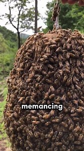 Teknik Memancing Lebah Madu | Dini Anjani