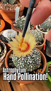 35 reactions | Hand Pollinating Astrophytum! | Collecting Seeds! | Texas Garden Guy | Facebook