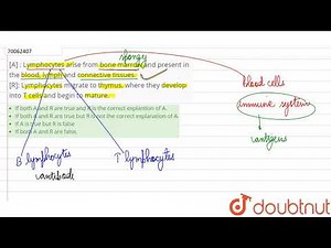 [A] : Lymphocytes arise from bone marrow and present in the blood, lymph and connec-