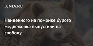 Найденного на помойке бурого медвежонка выпустили на свободу