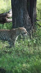 Gorgeous leopard cub working hard to secure its territory 🐆 Get in touch with nature on our safaris, book now using the link https://hubs.la/Q016ZkNG0 📹 Taken at Khwai Leadwood, Botswana: @rachelrebibo | African Bush Camps