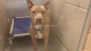 13K views · 74 reactions | Our adult dog kennels are full of lovable pets ready to find their forever homes! Until Jan. 13th: All spayed/neutered pets in the building are only $19 to adopt! Unaltered are just $50 more for spay/neuter hold. Come find your perfect match today! We are open Tuesday-Sunday 12-5 p.m. You can view all available pets at leecountyhumane.org! Can’t adopt? Please SHARE our post or DONATE through our website to help these pets find homes! | CARE Humane Society | Facebook