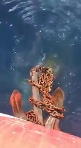 What would you do? | Seaman Guide