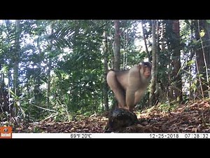 Southern Pig-tailed Macaque (Macaca nemestrina)