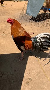 Teng Ranola on Reels