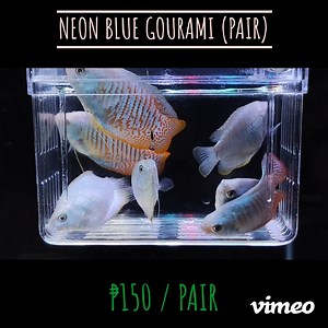 RESTOCKED! NEON BLUE GOURAMI (PAIR) Details are already provided on the photos or videos below, kindly browse them. 😉 We deliver thru Lalamove, Grab or Borzo 🛵 within Metro Manila. You may also visit us at Ground Floor Circle C Mall, Congressional Avenue corner Jupiter Street, Barangay Bahay Toro, Project 8, Quezon City. Beside Mall Left Entrance, near Pancit Malabon. PAYMENT METHODS ACCEPTED: * BPI Bank Deposit/Transfer 🏦 * BDO Bank Deposit/Transfer 🏦 * G-Cash * Maya STORE POLICY: (applicab