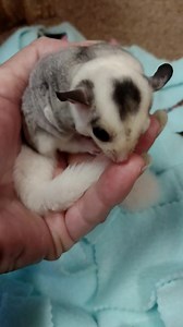 Sugar glider baby boy white mosaic is a gem 👀 4 new zip code*** #sugarglider #sugarglidermosaic | Sugar Glider Lover's