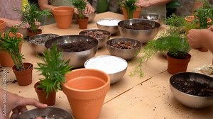 Table with soil mix, pots and plants Asparagus densiflorus, areca. hands gesturing explaining at master class on replanting houseplant. Slow motion video footage. Plant care class for group of people Stock Video