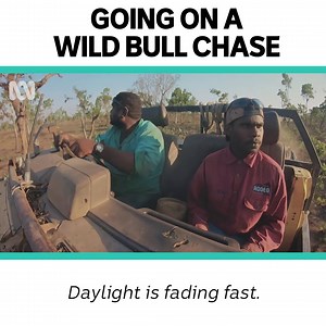 12K views · 124 reactions | When bulls go rogue  | ABC iview | Facebook