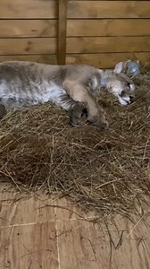 Demonstrates sleeping positions | Puma London