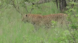 Beautiful female leopard on the prowl in the African Bush Kingdom #reels #reelsfb #reelsviral #viralpage #video #africa #Amazing #life #Wow #wildlife #travel #trending #trend #reelsvideo #nature #viral | African Bush Kingdom