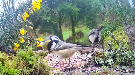 186 reactions · 18 shares | Watching the common species can be as pleasurable as seeing those rarer visitors. These are three common species in the UK; great tit, followed by the coal tit and finally, the blue tit. These agile and acrobatic of species will feed on all sorts of feeders, as well as liking a little platform feeder such as this. The Birdsy cam records all the visits. Buy yours now at store.birdsy.com #BirdCam #BlueTit #GreatTit #Coaltit #Birds | Birdsy | Facebook