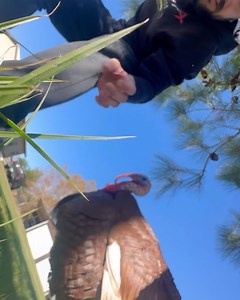 When turkeys attack | Shirtless Jake's Homestead