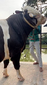 Huge Hefty Gigantic Fleckvie Bull with Huge Length | MashAllah | #simmental #simental #semental #fleckvieh #fleckviehsimmental #boga #sapi #touro #toro #ganaderia #ganado #gado #corte #carne #simbrah #agropecuaria #taureau #touro #vaca #cowsofinstagram #animalovers #livestock #cattle #zootecnia #brahma #brahman #blancebleubelge #bullriding #cow #fazenda #hacienda | The Home of Goru Lovers