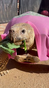 7.3K views · 1.2K reactions | morning munchies | Caitlin and Tiptoe | Facebook