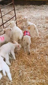Chunky lambs have overgrown their small pen already! #sheep #animals #wool #lamb #farm #livestock #farming #food #selfsufficiency #homesteading #countryliving #countrylife #countryside #Local | Welsh cottage by Zina