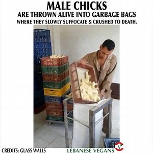 Another LEGAL and so-called “HUMANE” procedure to get rid of male chicks in the egg industry. #govegan #vegan #veganfortheanimals #stopanimalabuse #choosecompassion #choosecrueltyfree #lebanesevegans #beirut #lebanon | Lebanese Vegans