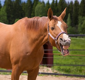 Your horse’s yawn is just a yawn. Or is it? - Mediallion Equine