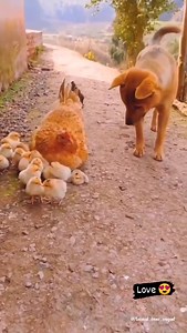 True Love 💞👍👌 | Good Think