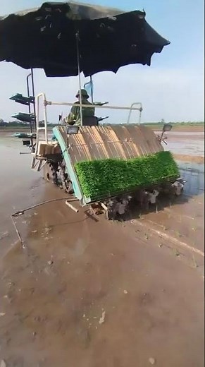 Máy cấy Kubota 6CMD cấy nhanh và đẹp