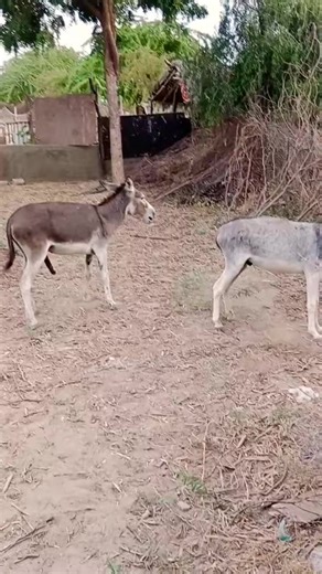 34K views · 78 reactions | Done work hard donkey pet animals #donkeys...