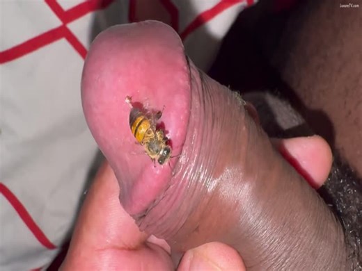 Insect porn with a man's dick getting bitten by a wasp