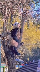 Good night snoring people! I suggest you to cover your ears! 😅😝😅 #panda #fluffy #pandas #cute #naturephotography #nature #babypanda #babypandas #care #beautiful #love #funnyanimals #snore #snoring | Pandas, a Light In My Heart