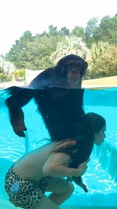 My best bud, Sugriva the Chimp! ✌🏽♥️ #chimp #swimming #inthecrowd #piggyback | Kody Antle