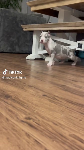 Madison hoar on TikTok