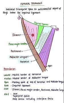 Femoral Triangle