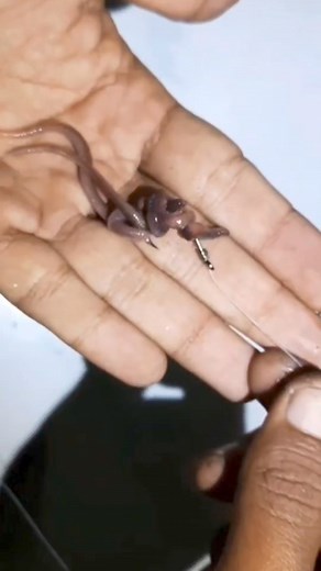 25K views · 121 reactions | How to Put a Worm on a Hook #fishing #fishingbait #tutorial #fishingtips #fishingvideos #mancing #umpanmancing #reel #fyp #trending #viral | Agus Subarna | Facebook