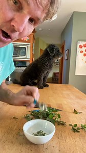 Stinky Dog Breath? Try this New Remedy! #dogbreath #halitosis #badbreath #homeremedy #veterinarysecrets | Daily Pet Tips