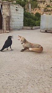 Unusual friends. | Mohmand Afghan