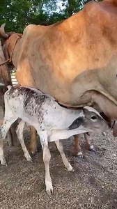 96K views · 3.9K reactions | Farm animals ll Baby calf drinking milk #cow | Aarti Chohan 01 | Facebook