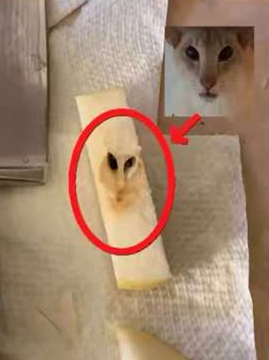 Ivy Reincarnated as a Pear? Hilarious Cat Meme!