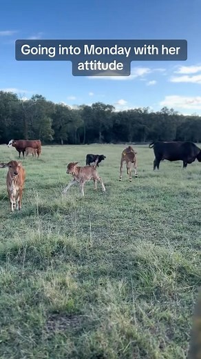 Mondays = full sass (Via @lawrence_farms) | Slap Dicks Cattle Co.