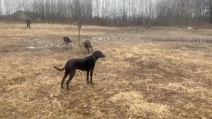 50 reactions · 3 comments | ZEKE! ❤️. Please join us in giving Zeke a warm welcome to Lucky Puppy! ❤️. Today was his very 1st day! And despite the cold, wet weather, he had a BlaSt! ❤️ | Lucky Puppy | Facebook